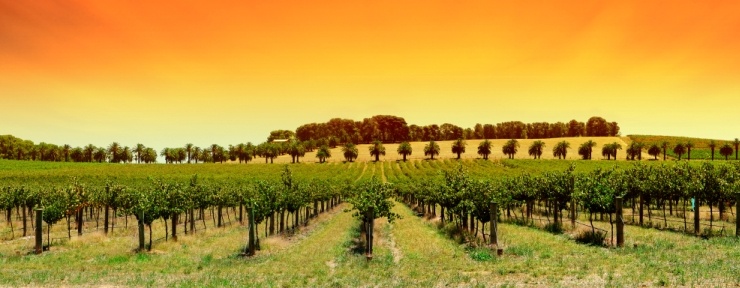 Vineyard Sunset - Barossa Valley