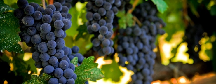 Wine Grapes - Barossa Valley